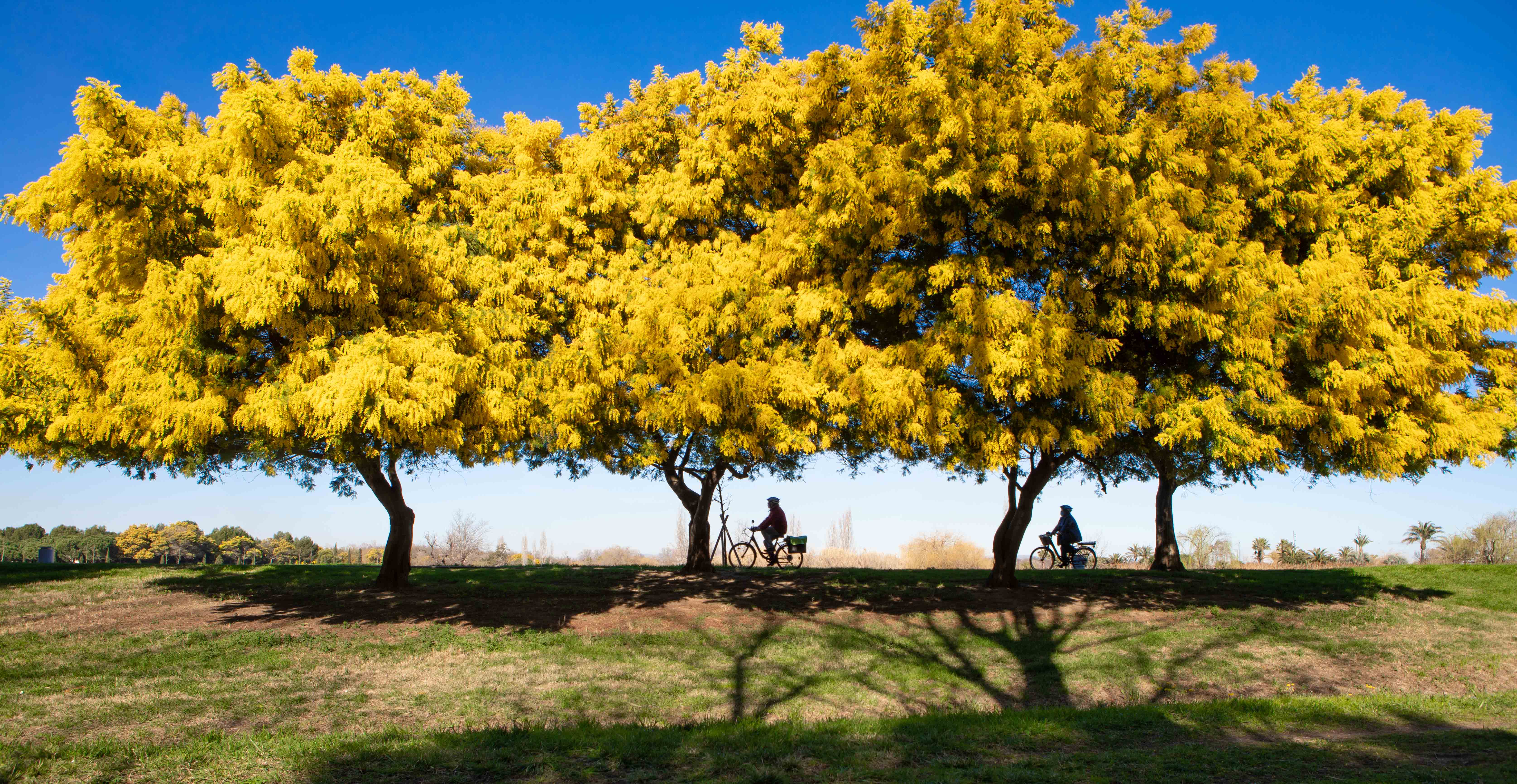 parc de la crade mimosas