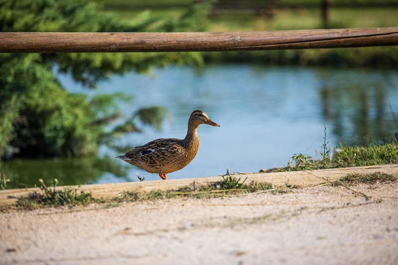 parc de la prade st cyprien