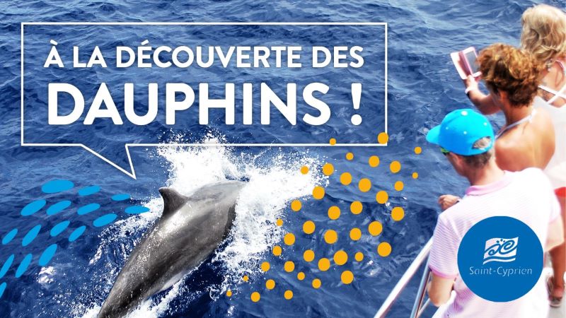 A la découverte des dauphins 