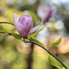 Un Jardin remarquable