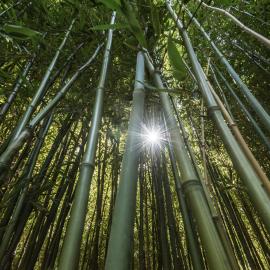 Un Jardin remarquable