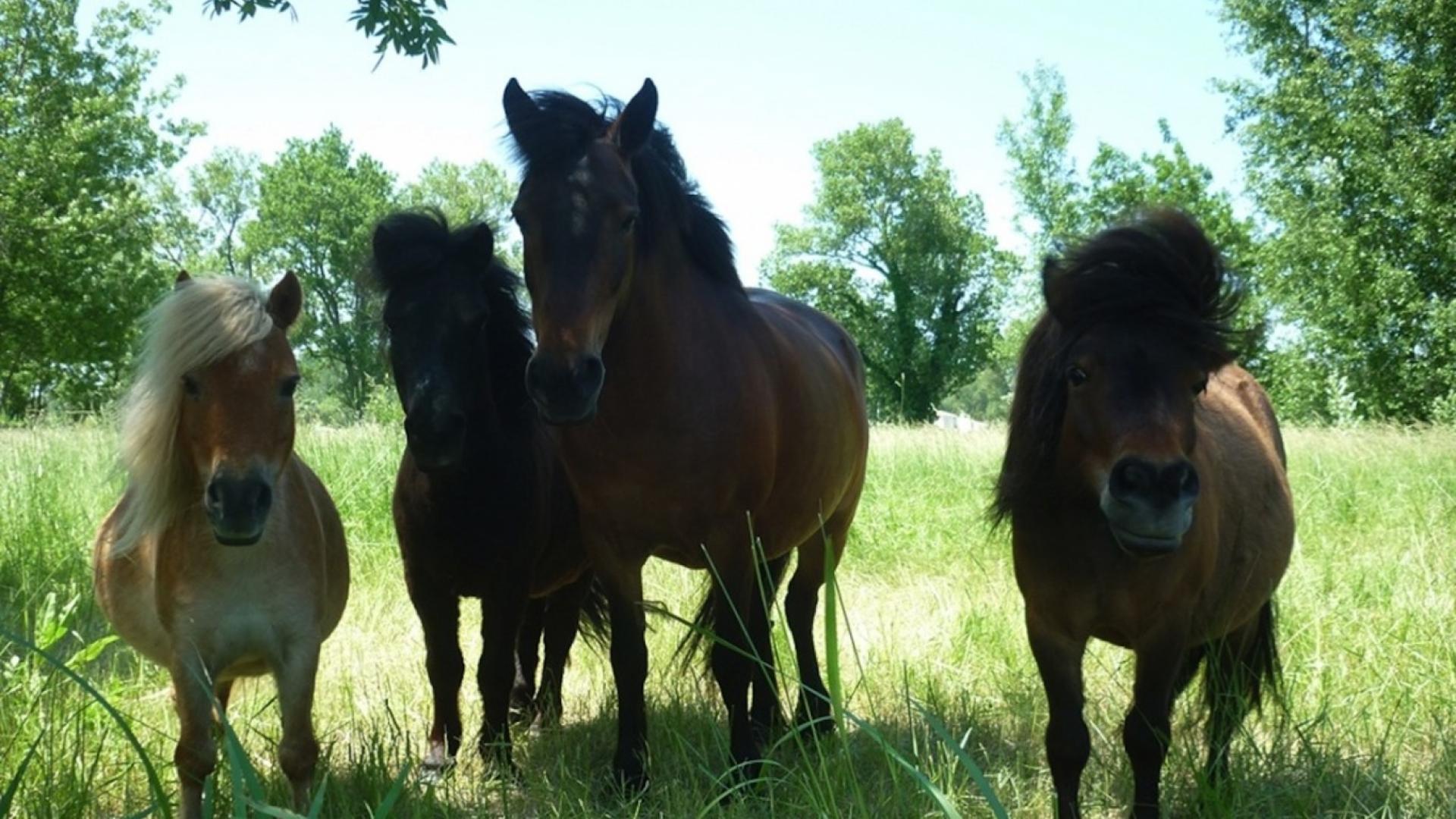 LE CHEVAL ANDALOU