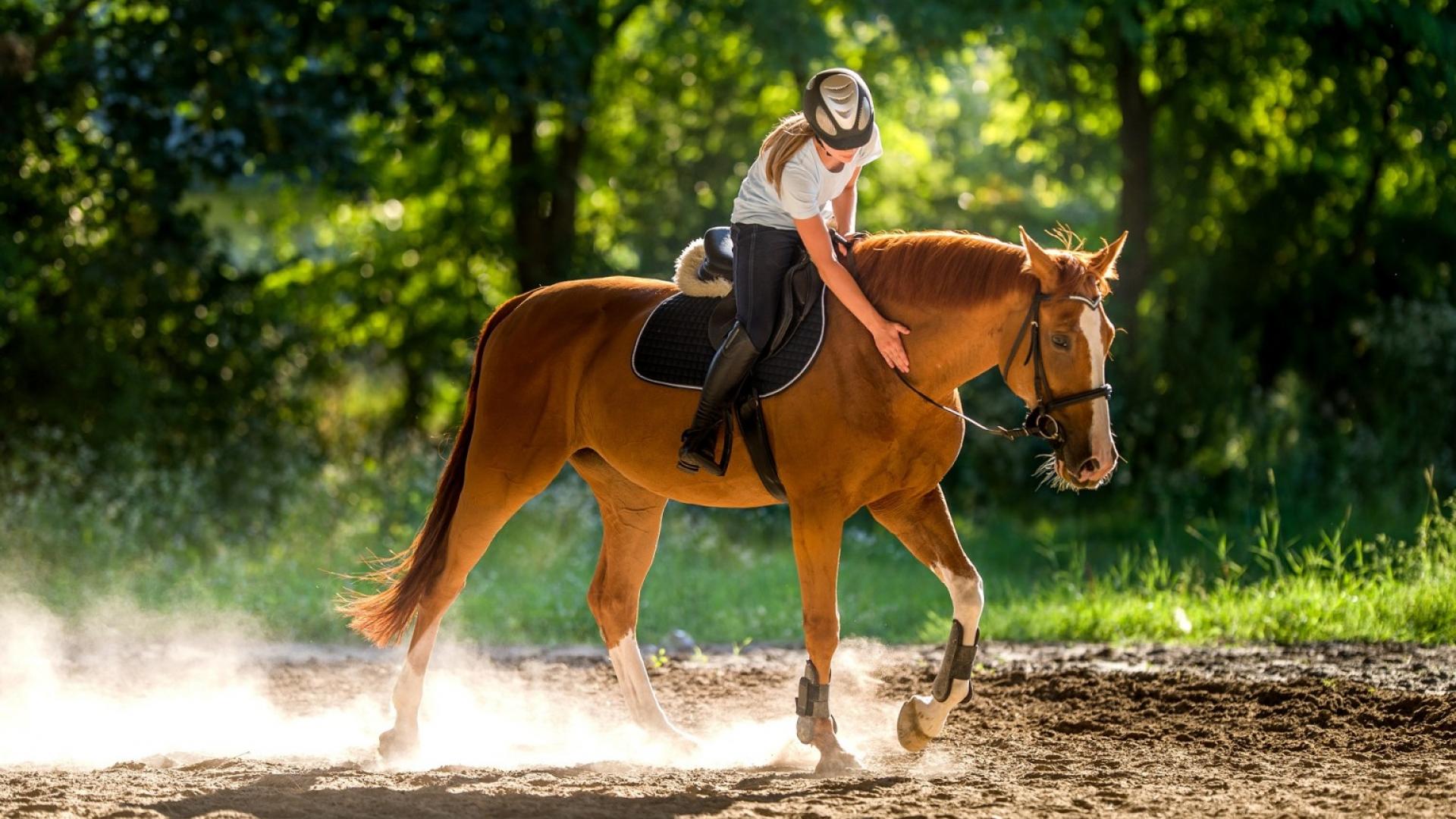 Résultat de recherche d'images pour "équitation"