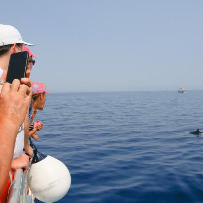 A la découverte des dauphins ! 