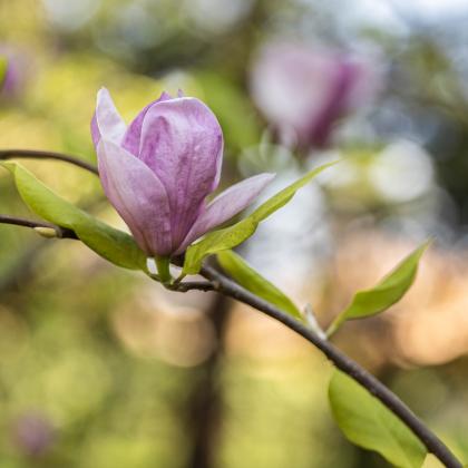 Un Jardin remarquable