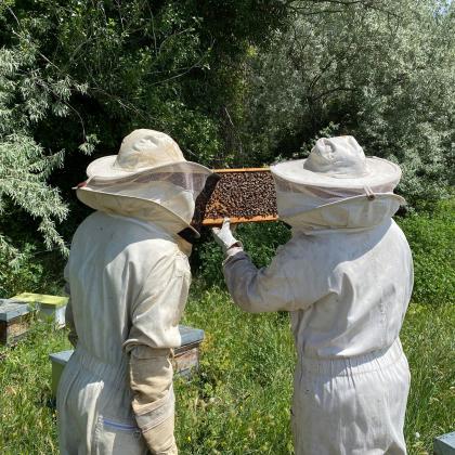 L'Abeille Enchantée