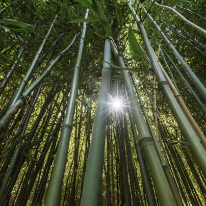 Un Jardin remarquable