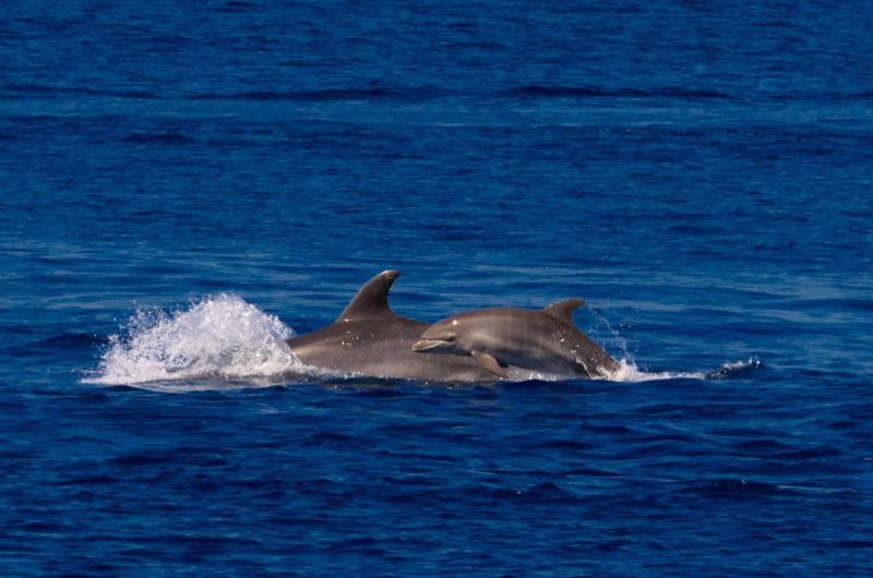 CTM DAUPHINS CTM DAUPHINS