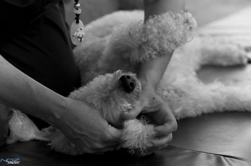 Aux Chiens Cyprien Aux Chiens Cyprien