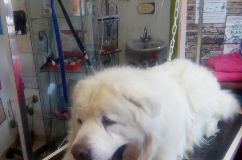 Aux Chiens Cyprien Aux Chiens Cyprien