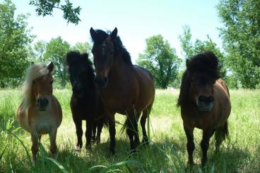 LE CHEVAL ANDALOU 1